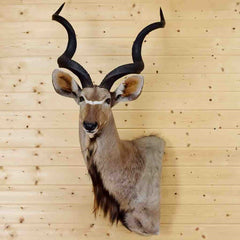 Taxidermied Animals for Sale