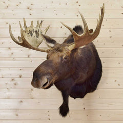 Mounted Moose Head for Sale