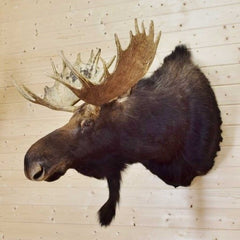 Moose Heads for Sale
