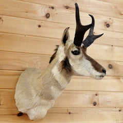 Pronghorn Taxidermy for Sale