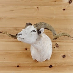 Selling Sheep Taxidermy