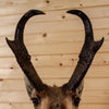 Excellent Pronghorn Antelope Taxidermy Shoulder Mount SW10975
