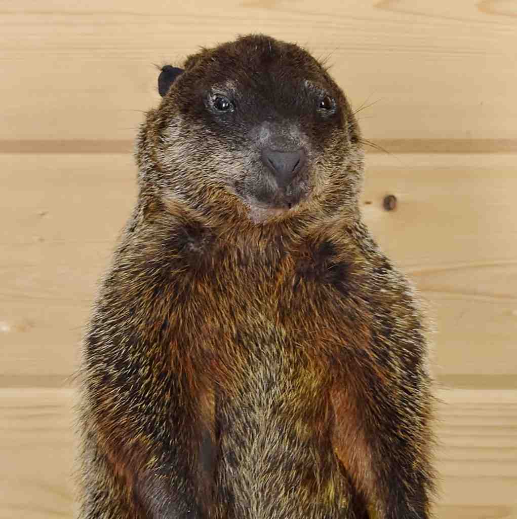 stuffed groundhog