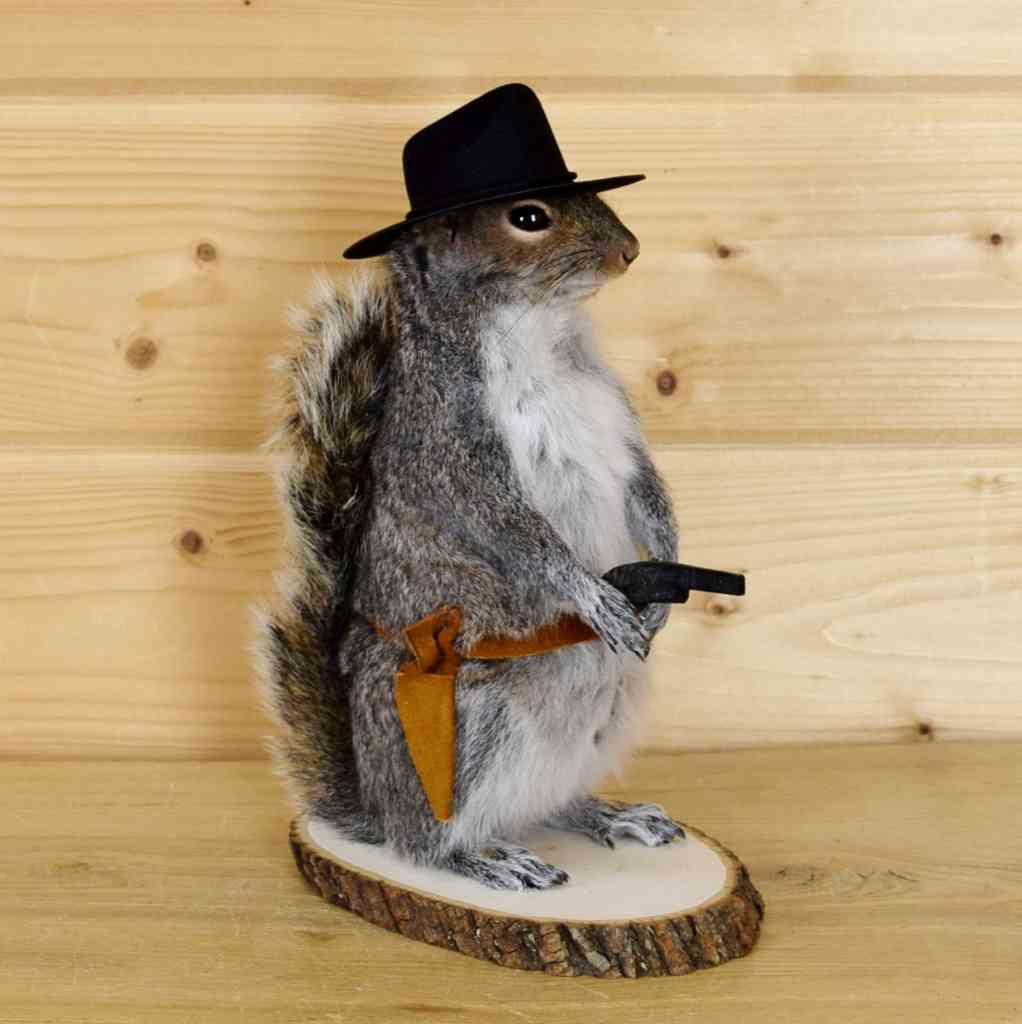 stuffed squirrel taxidermy