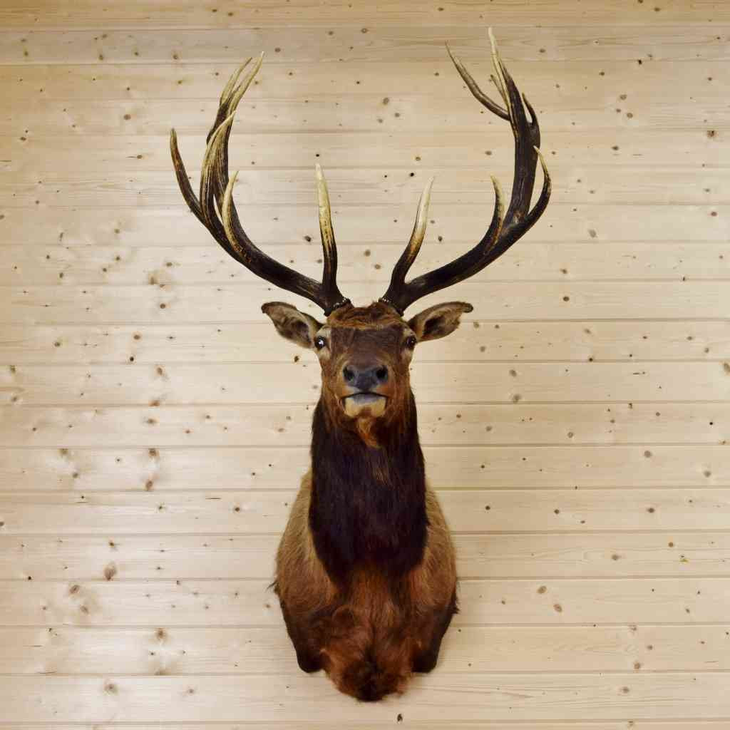 Wapiti Elk Taxidermy Mount For Sale New Zealand Sw9003 Safariworks Safariworks Decor