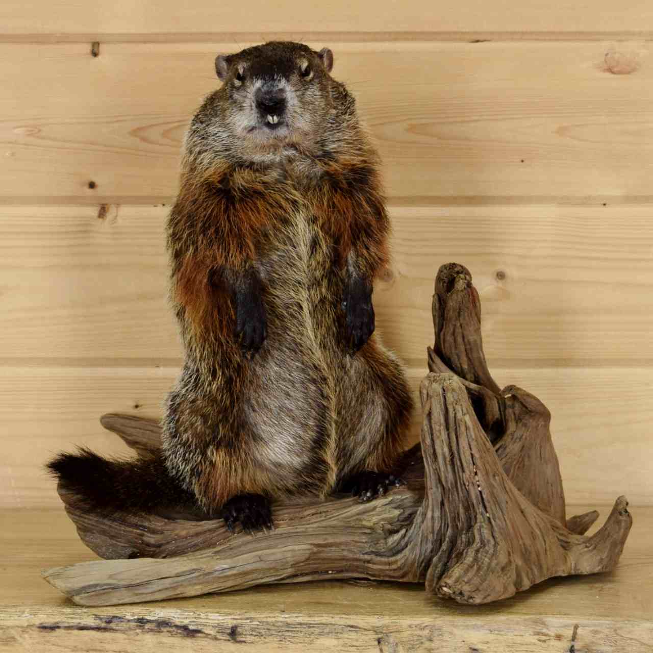 stuffed groundhog