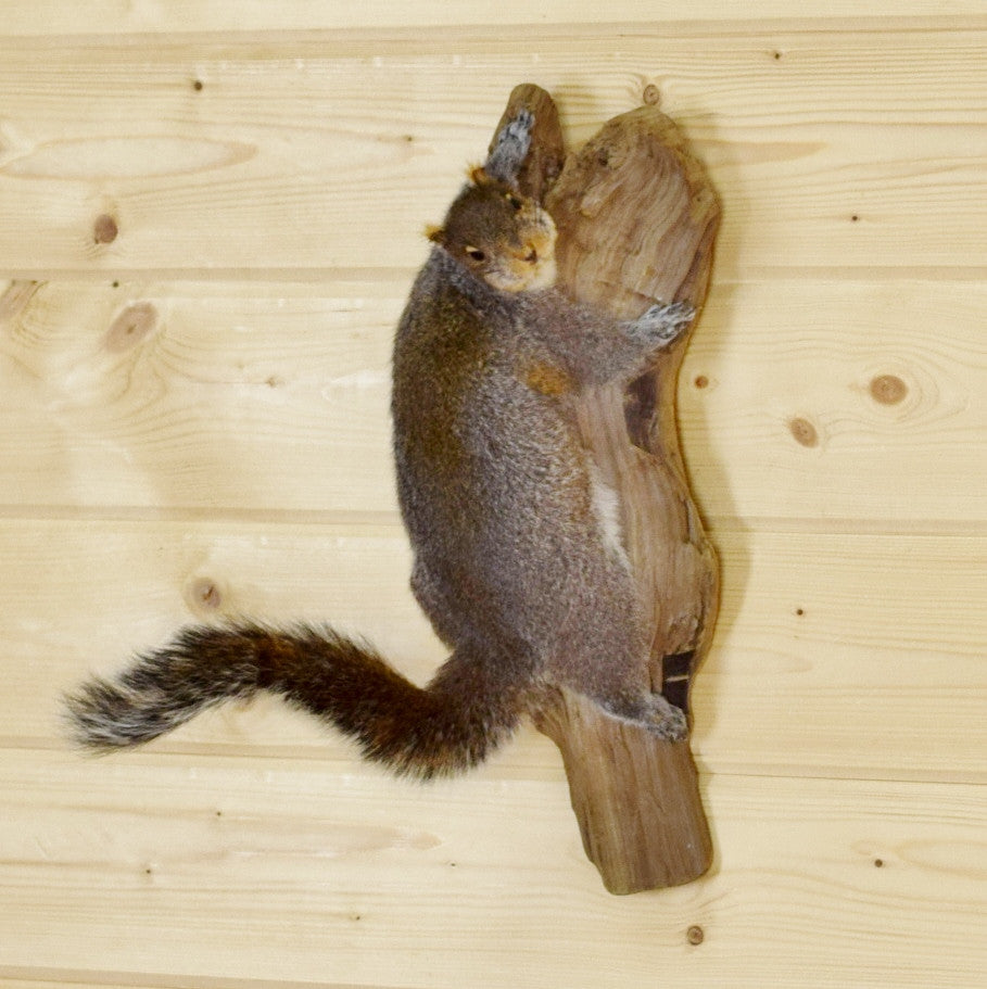 stuffed squirrel taxidermy