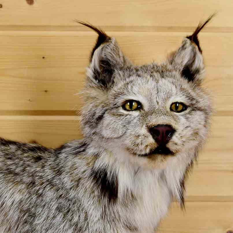 Canadian Lynx Pet For Sale - Pet's Gallery
