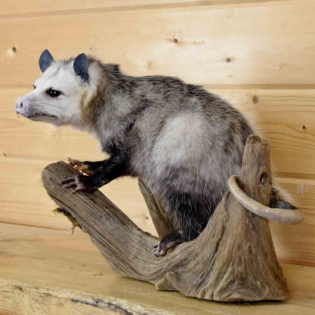 stuffed possum for sale