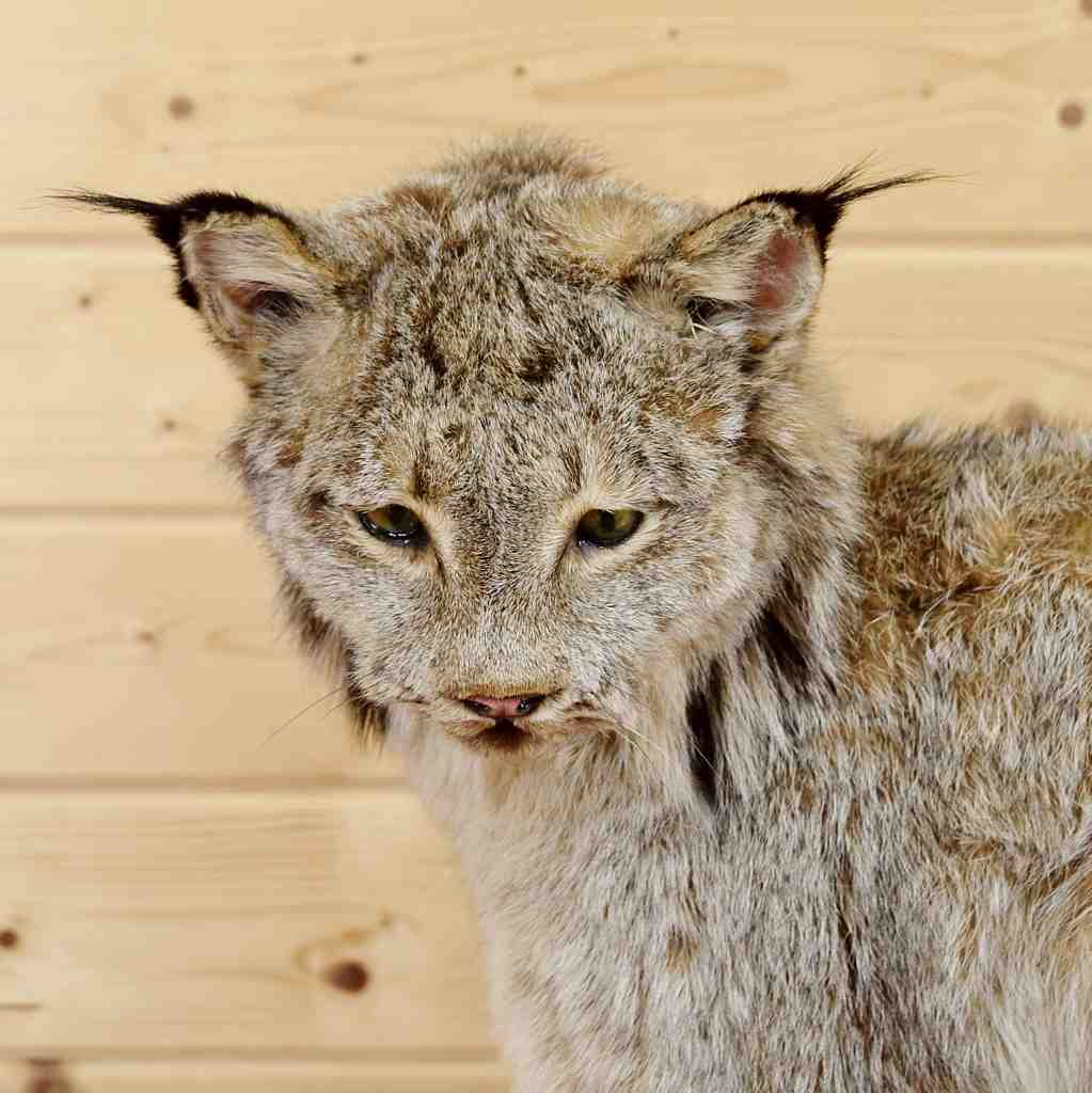 Canadian Lynx Taxidermy Hunting Trophy at Safariworks Taxidermy Sales