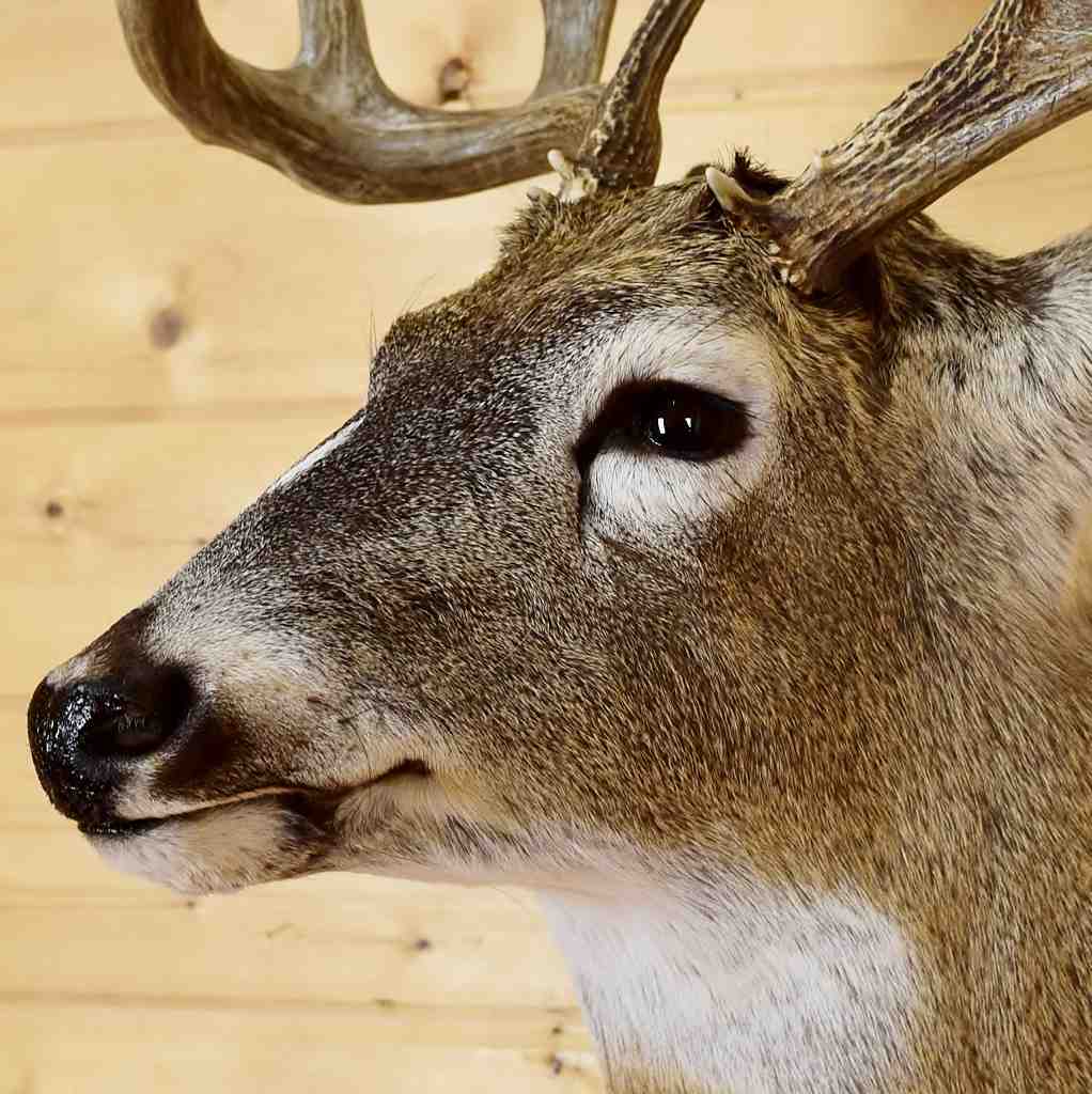 real stuffed deer head