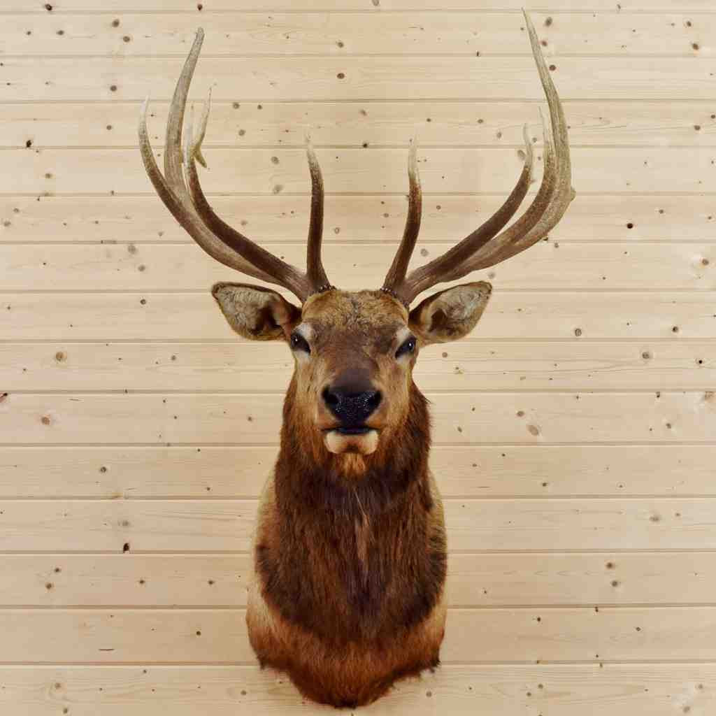 stuffed deer head for sale