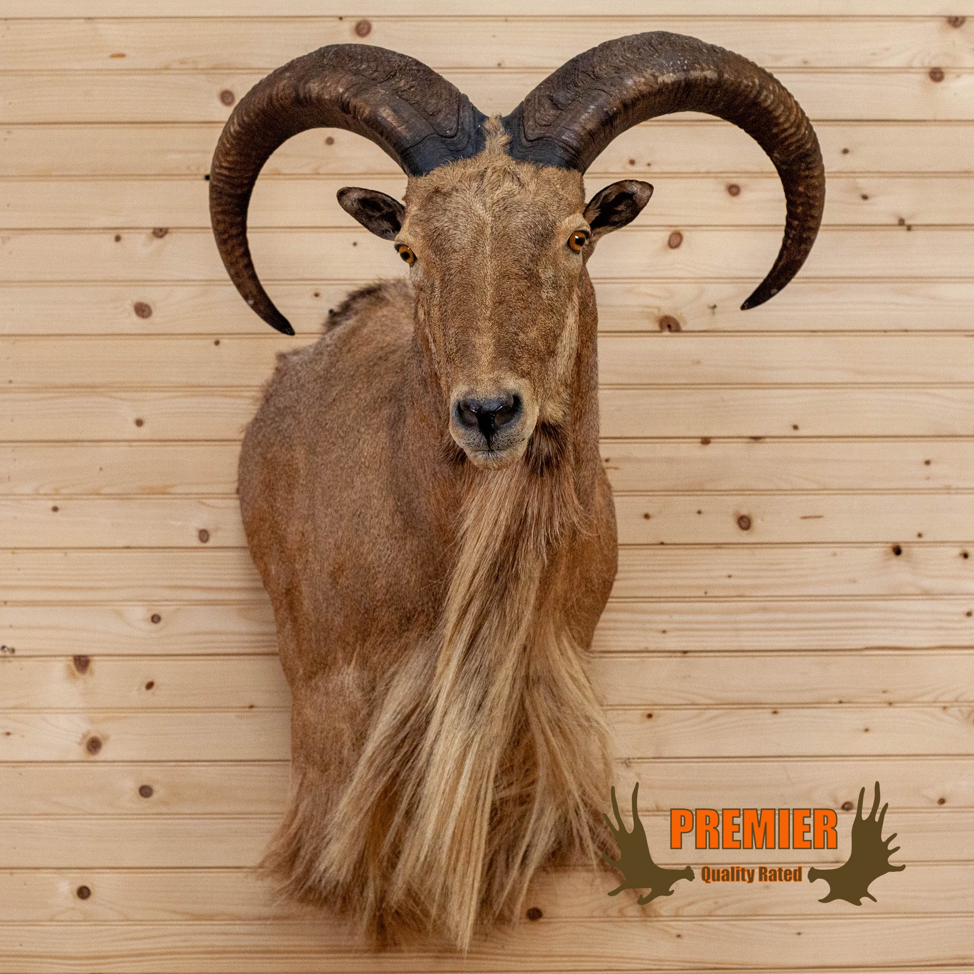 Premier Aoudad Barbary Sheep Taxidermy Shoulder Mount MM5000