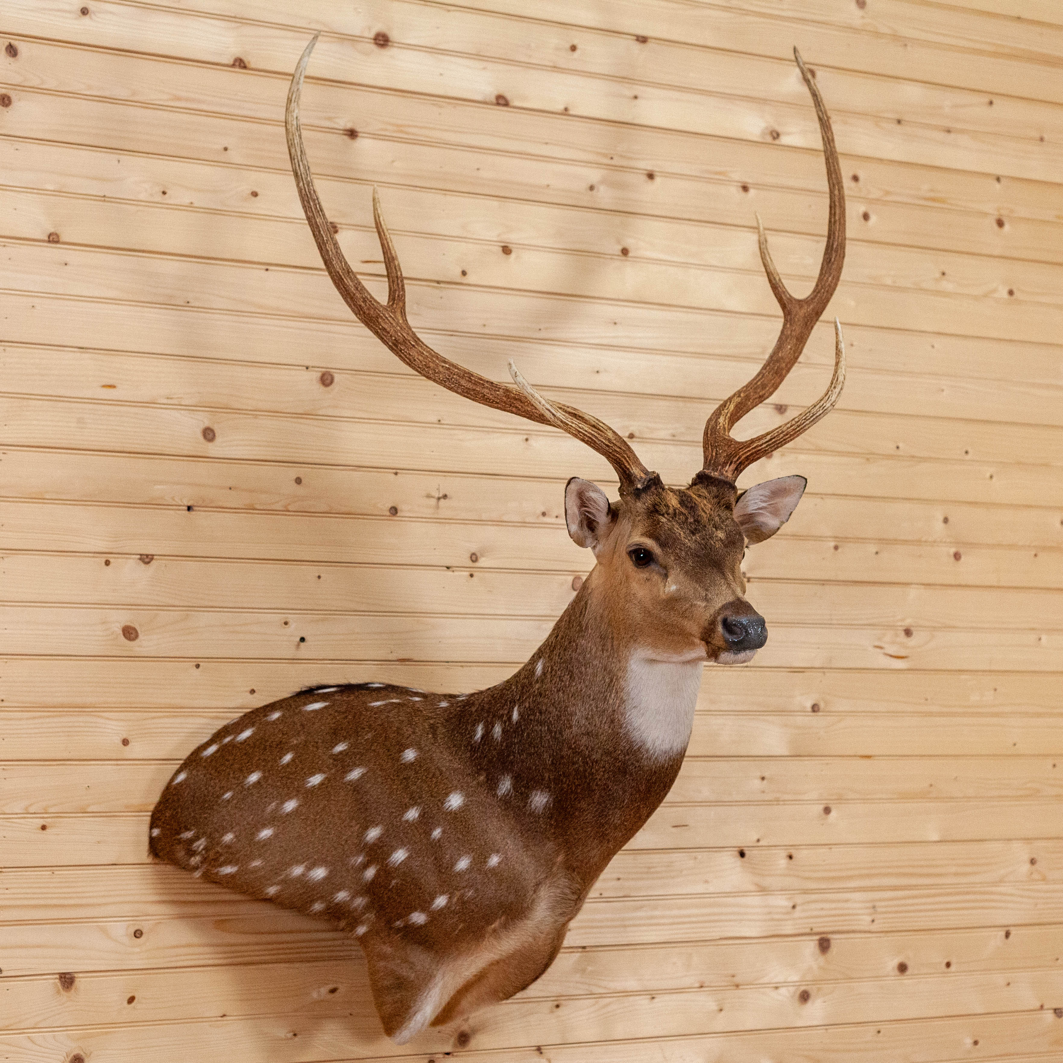 premier-axis-deer-shoulder-mount-taxidermy-mm5001-safariworks-decor