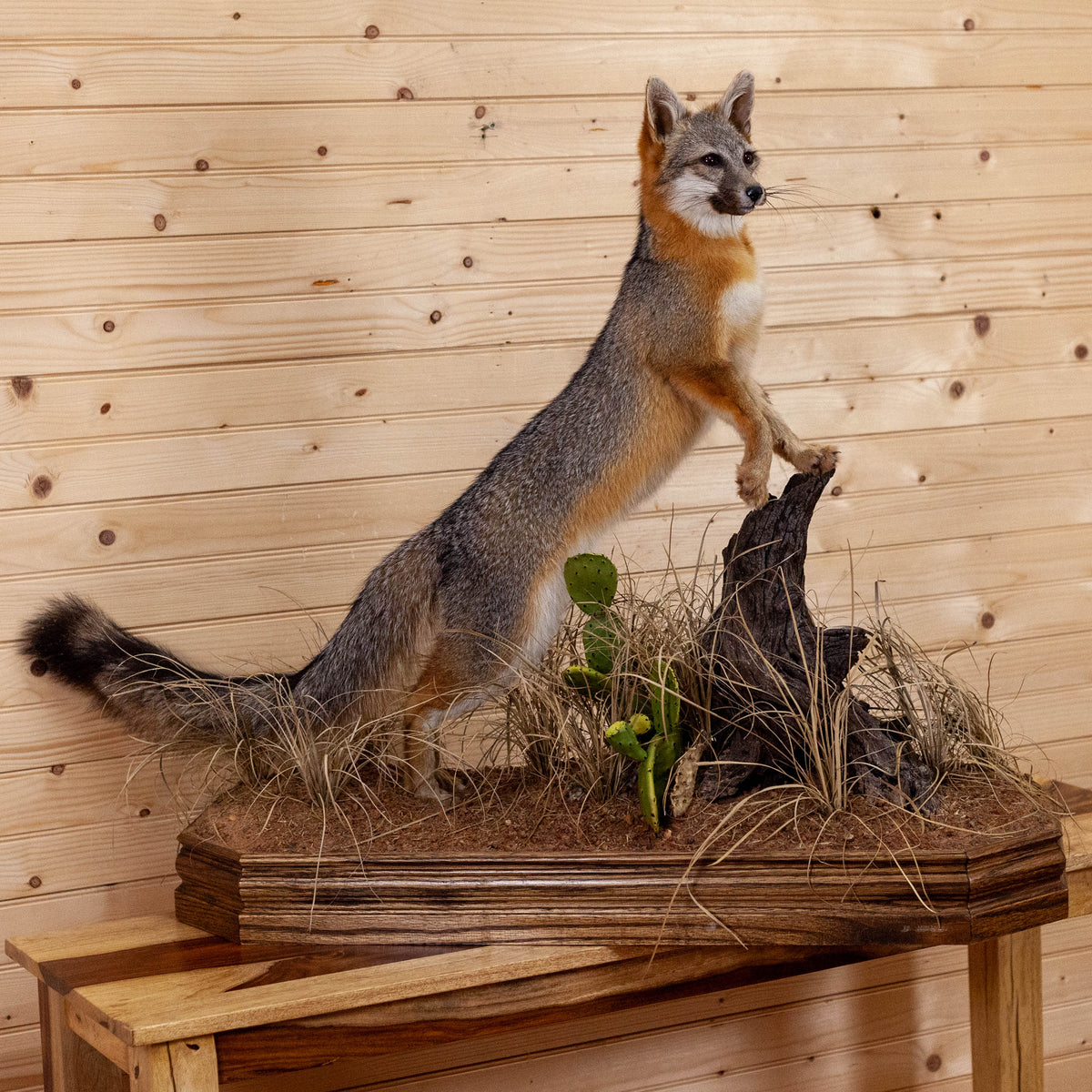 Excellent Gray Fox Full Body Taxidermy Mount MM5007 - SafariWorks Decor