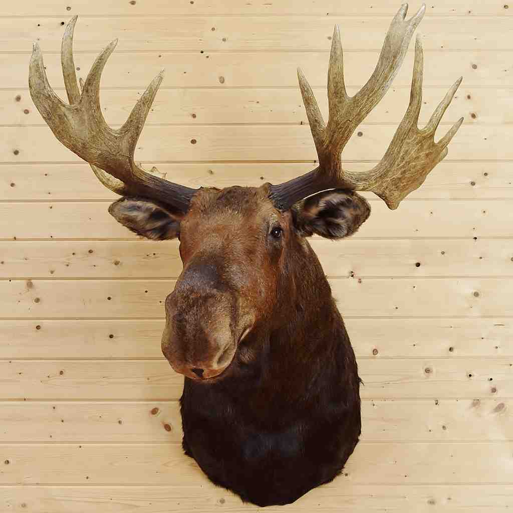 stuffed moose head for sale