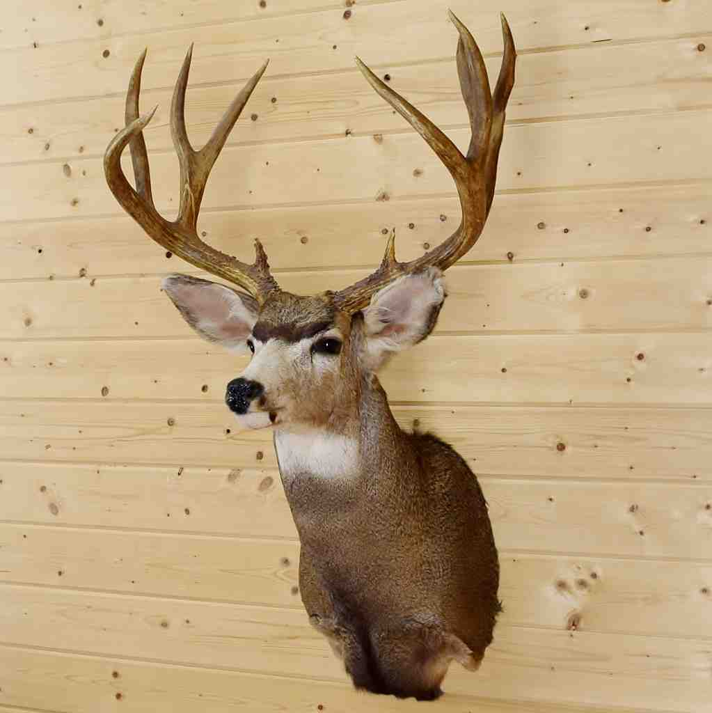 mule deer mounts