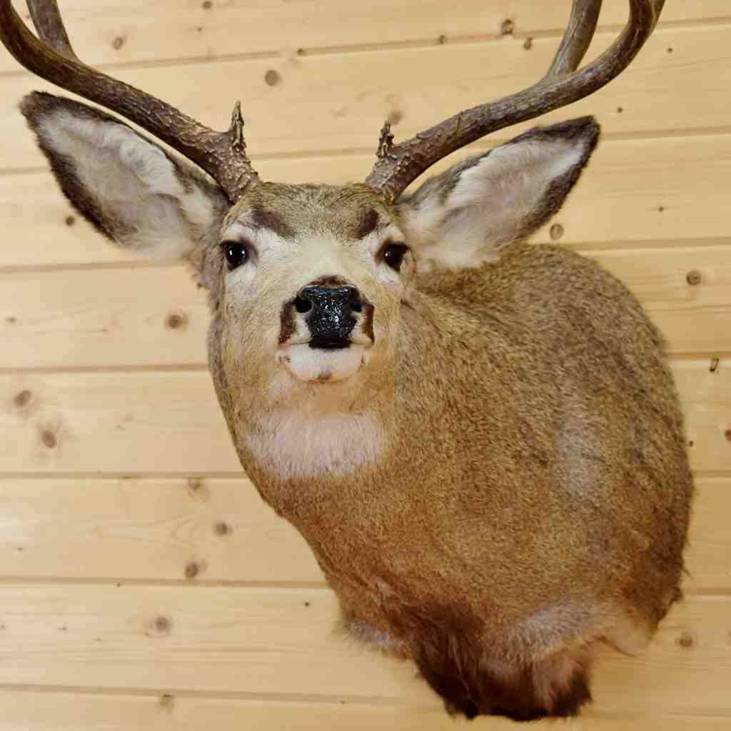 deer head mount