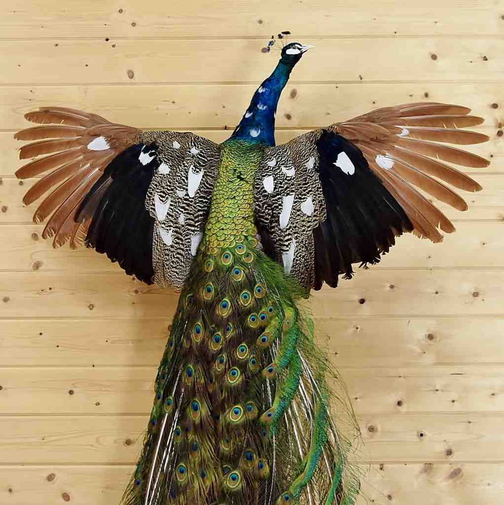 stuffed peacock for sale