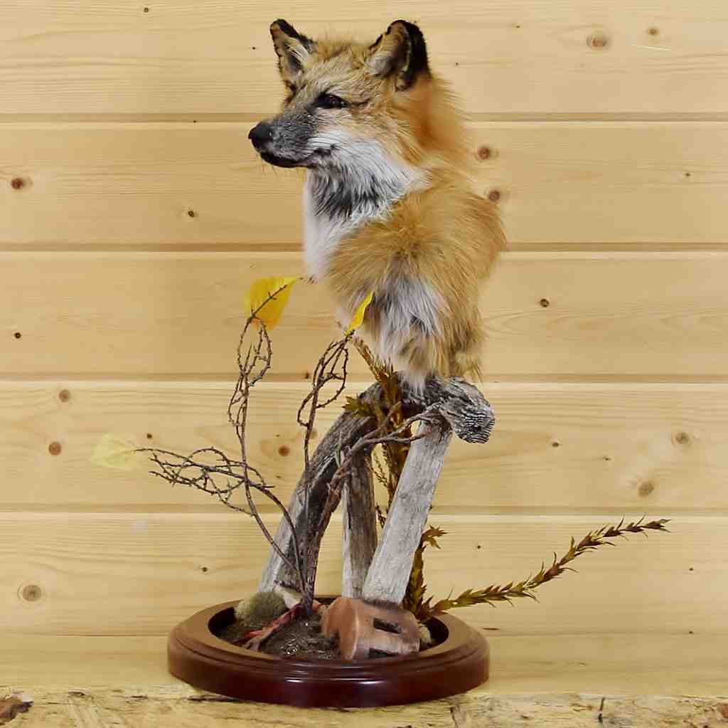 Red Fox Pedestal Taxidermy Mount #SW5211 - Safariworks Taxidermy Sales