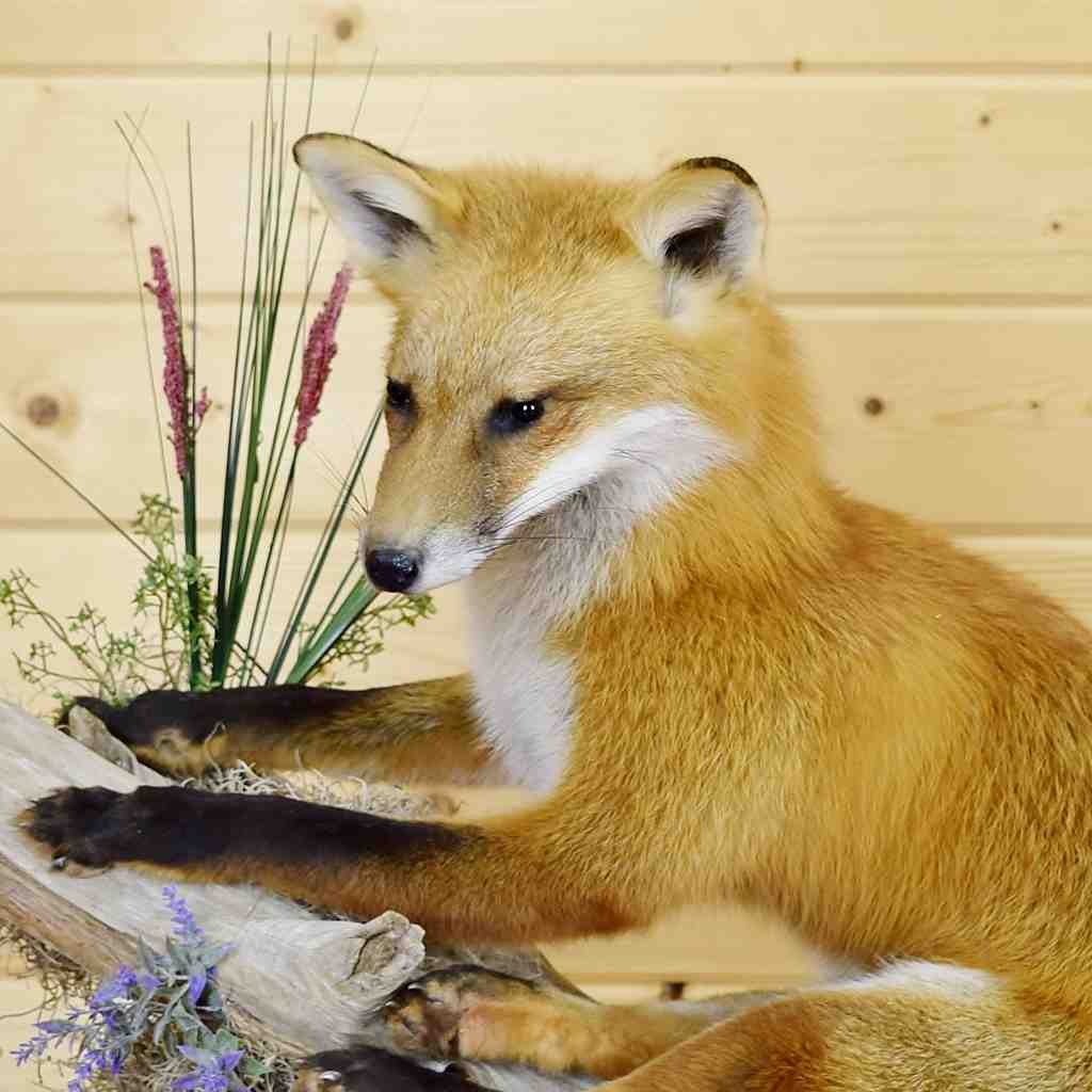 stuffed fox taxidermy