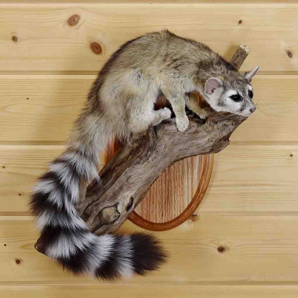  Ring Tailed  Cat  Pet