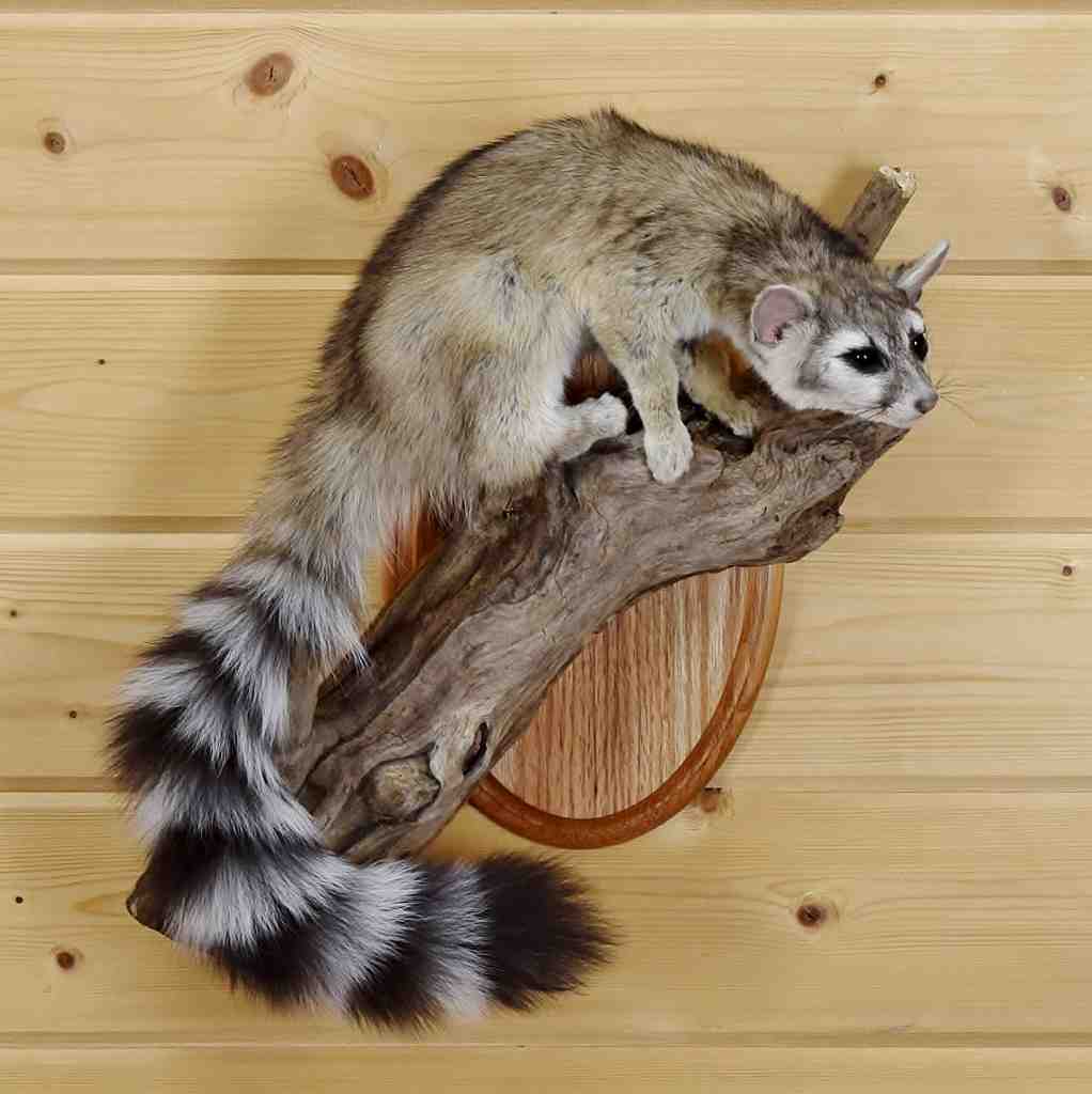 ring tailed cat