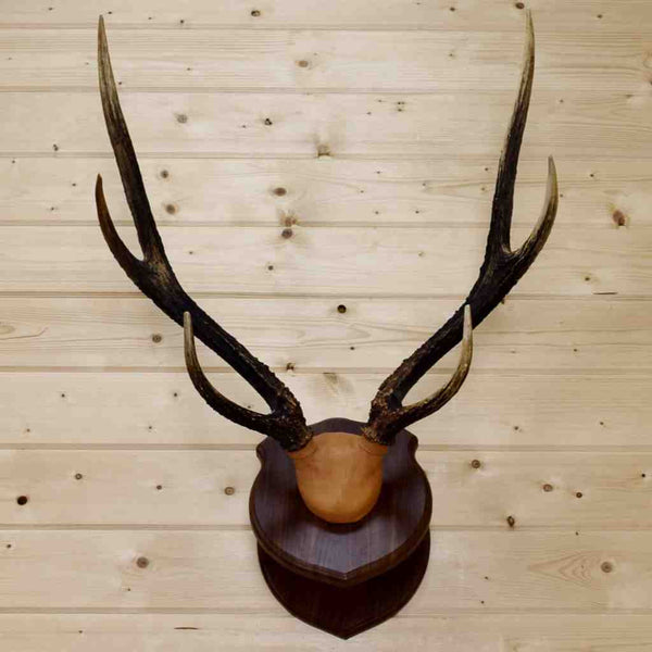 Rusa Deer Antler SW8909 for sale at Safariworks Taxidermy Sales