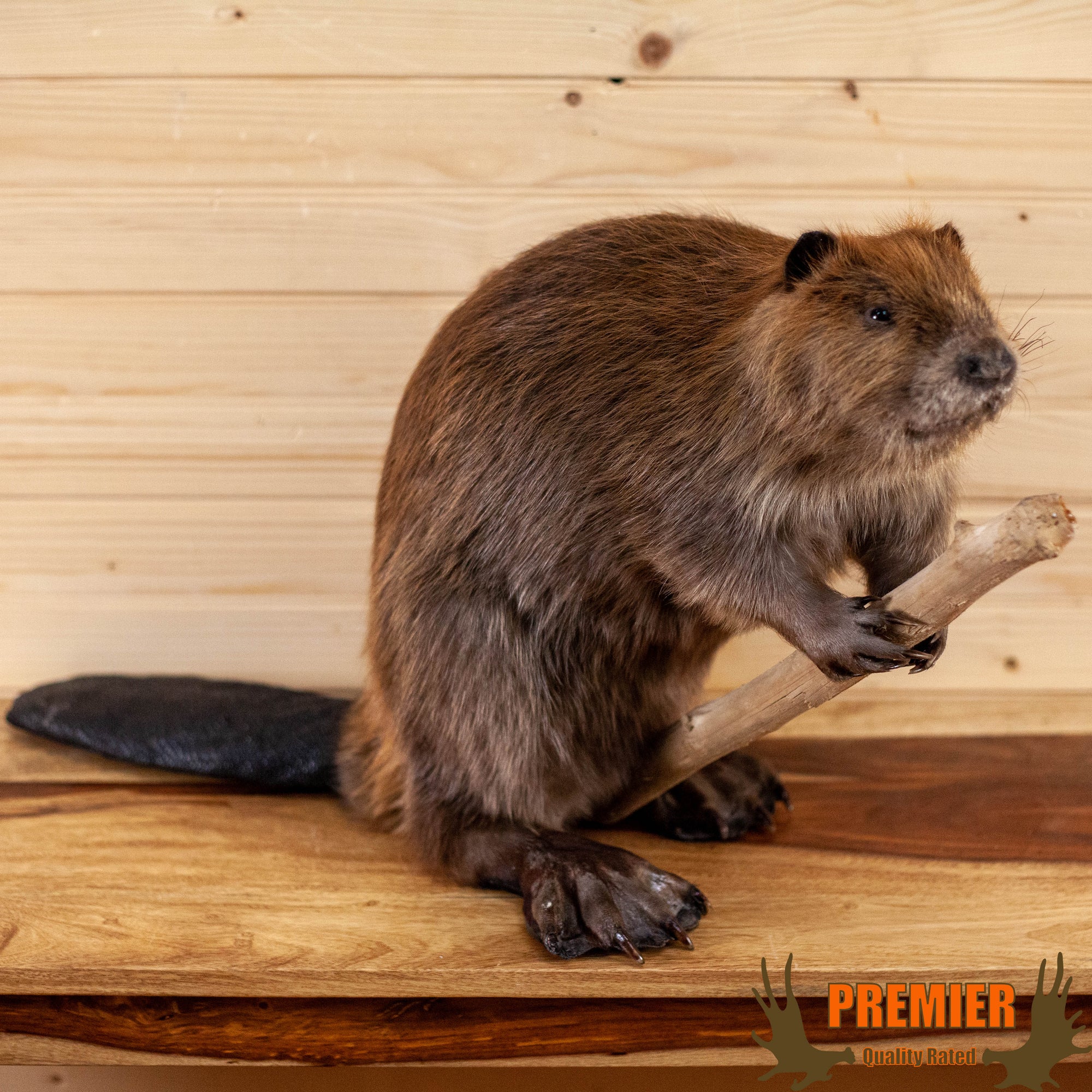 Premier Beaver Full Body Taxidermy Mount SW10765 SafariWorks Decor