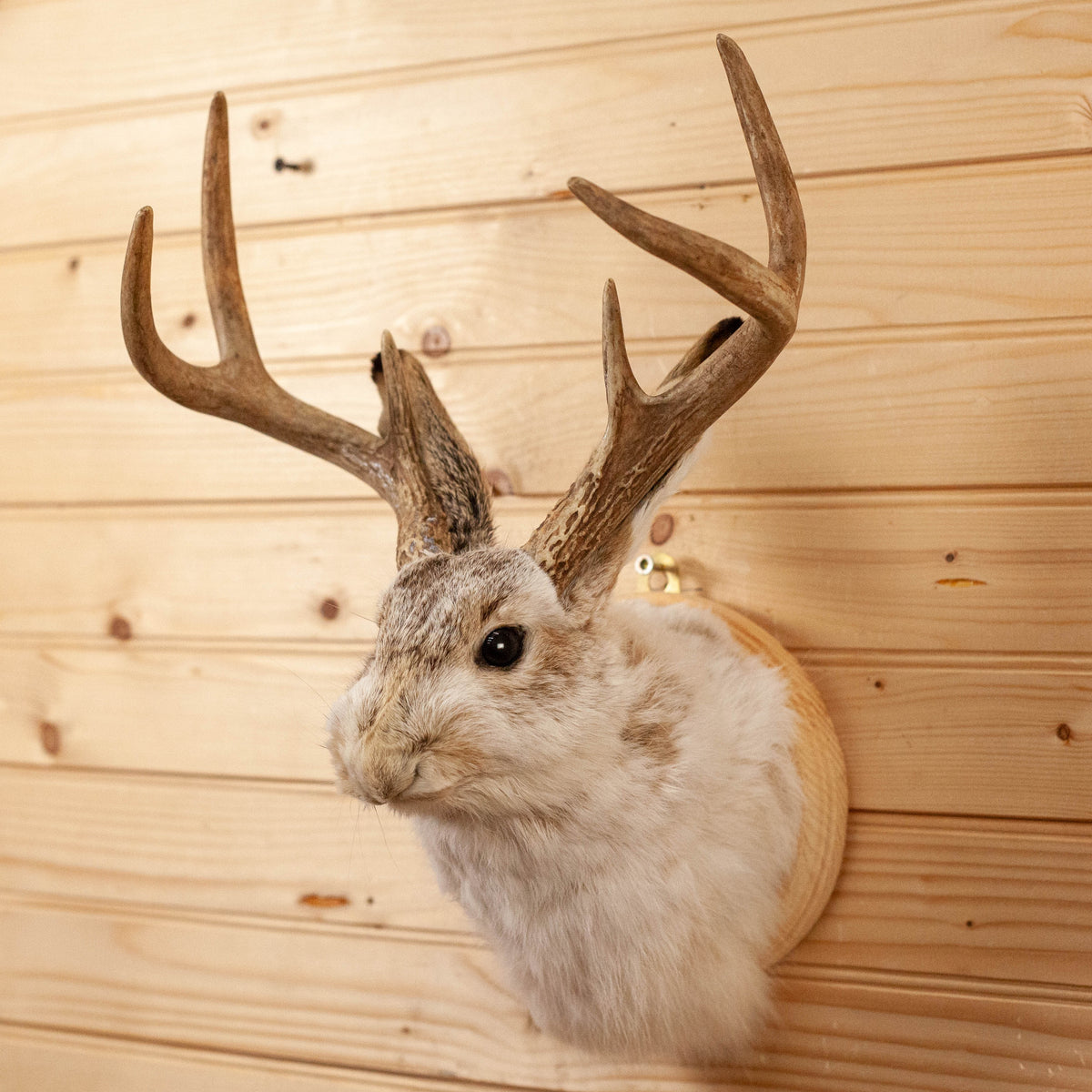 jackalope taxidermy