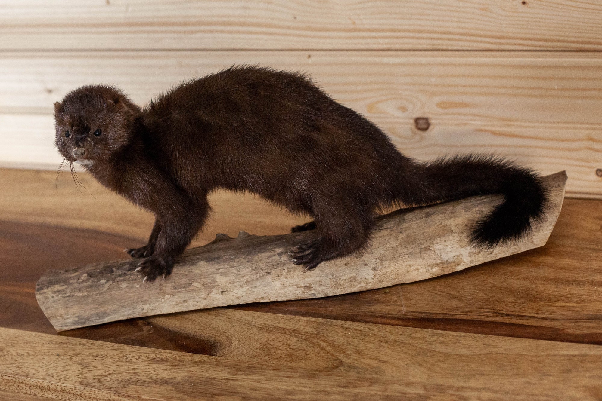 Excellent American Mink Full Body Taxidermy Mount SW10883 - SafariWorks