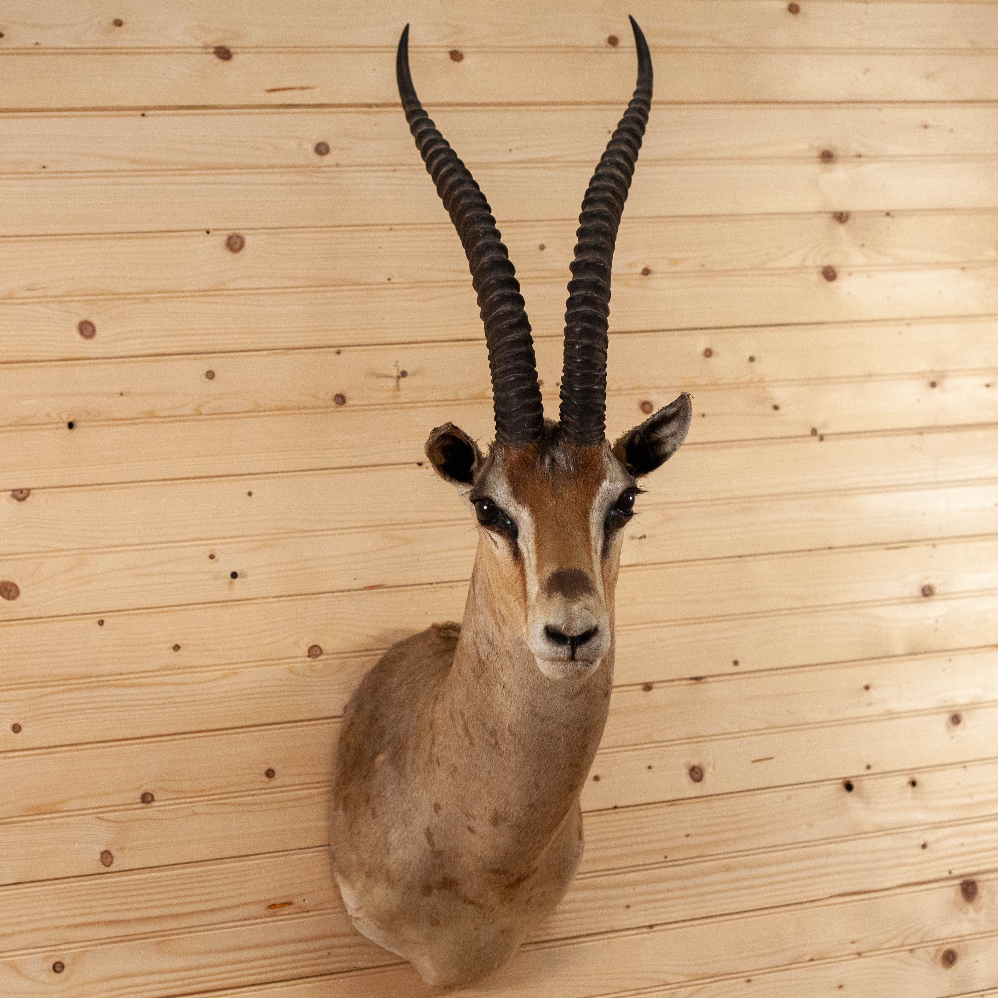 Welsprekend werknemer groei Excellent Grant's Gazelle Taxidermy Shoulder Mount SW10969 - SafariWorks  Decor