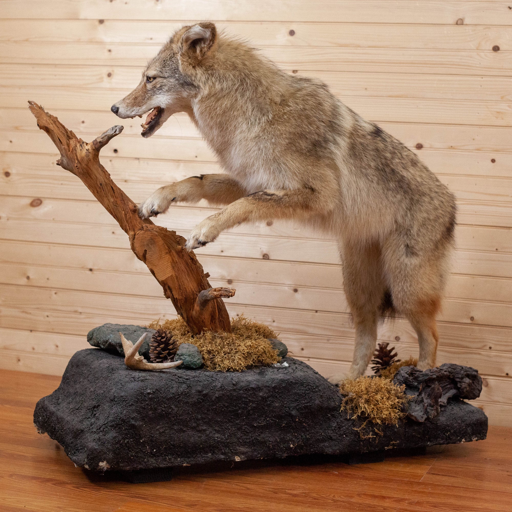 Premier Coyote Leaping Full Body Lifesize Taxidermy Mount SW11011 ...