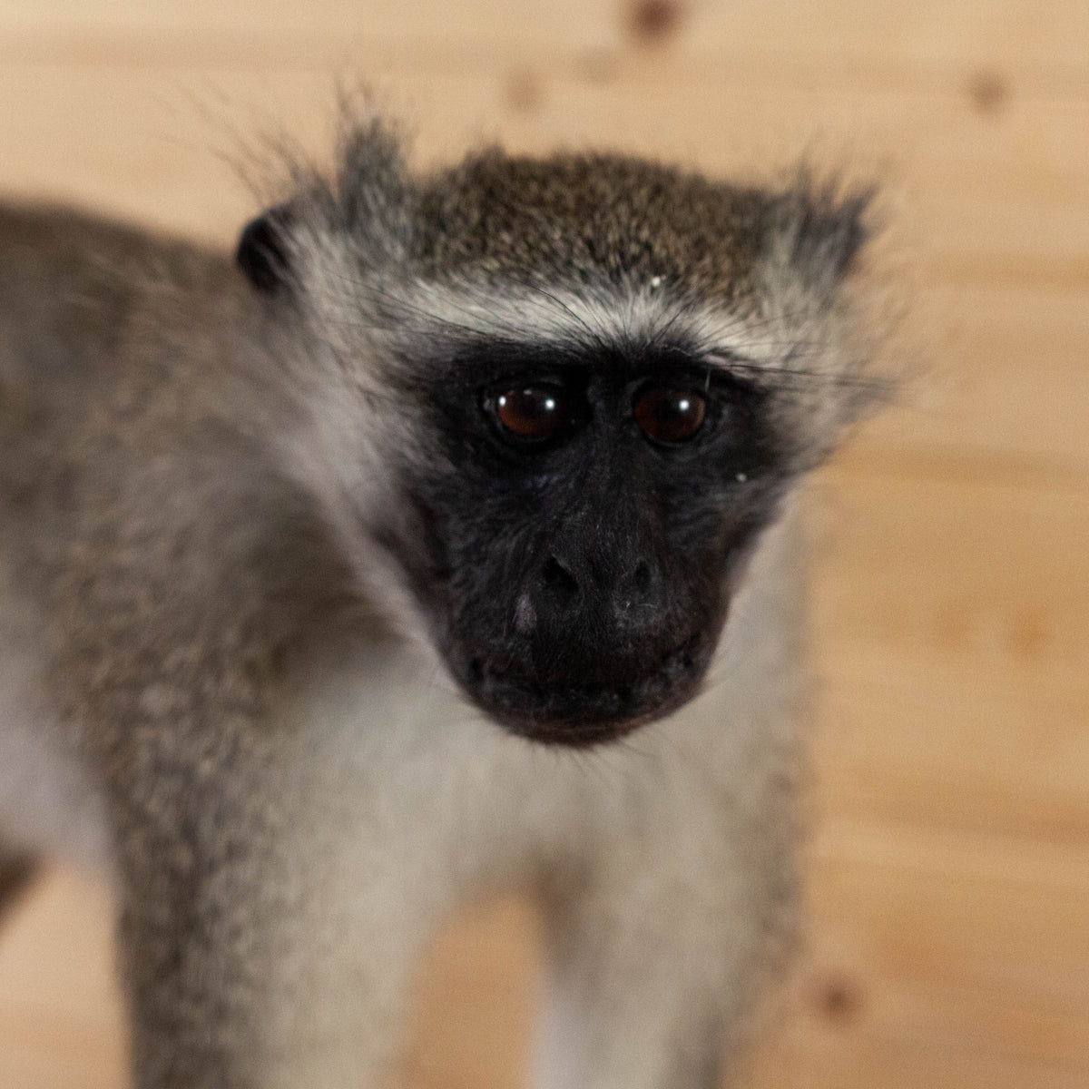 excellent-vervet-monkey-full-body-lifesize-taxidermy-mount-sw11025