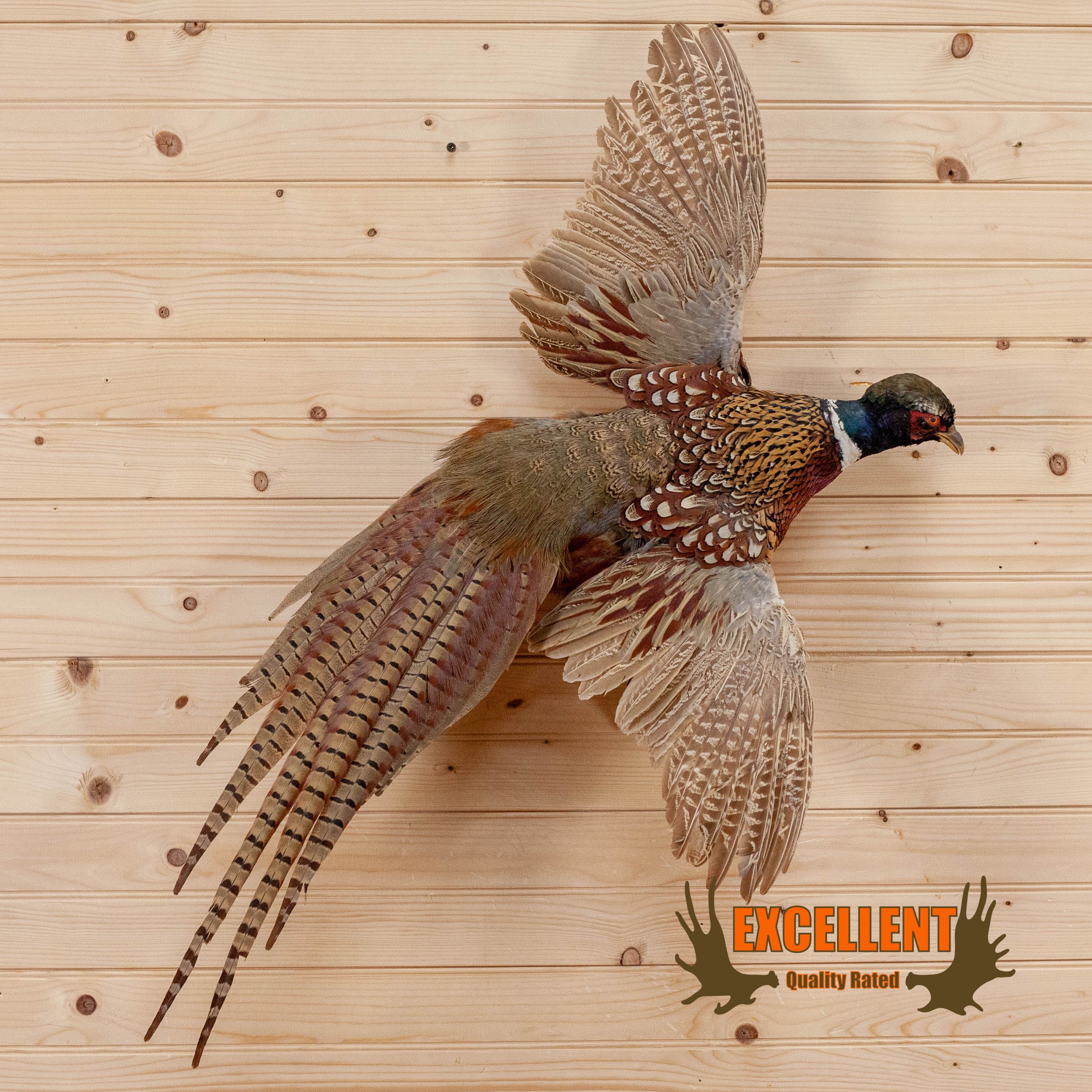 pheasant flying