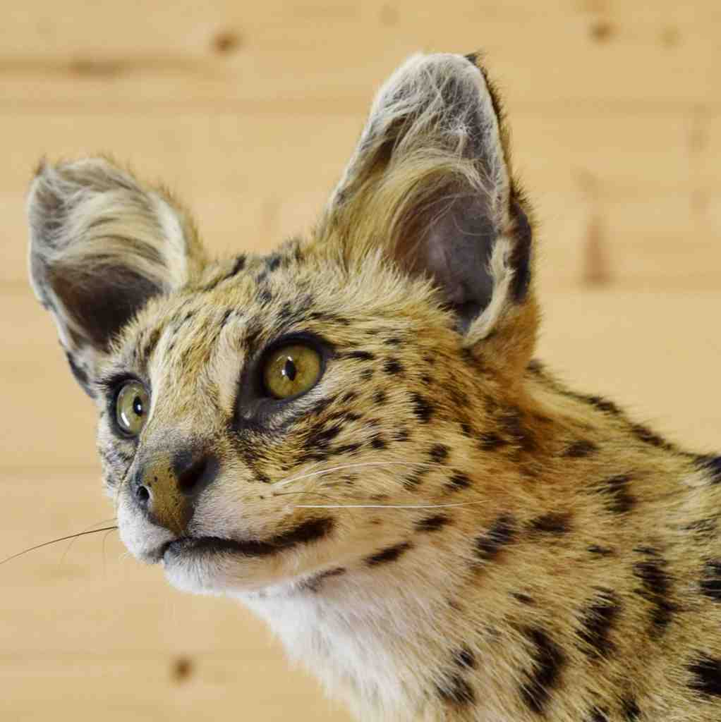 African Serval Cat Taxidermy Mount SW5524 for Sale at ...