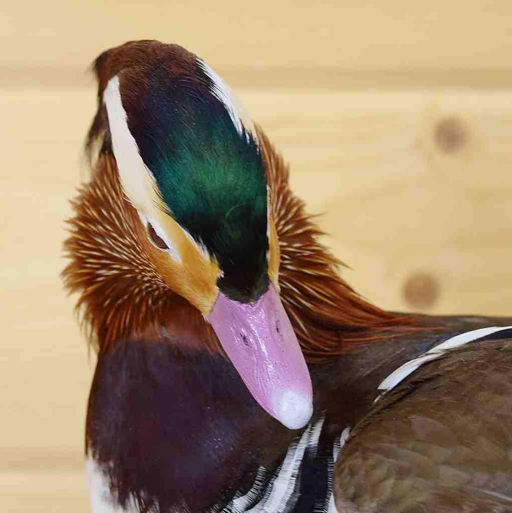 mandarin duck stuffed animal