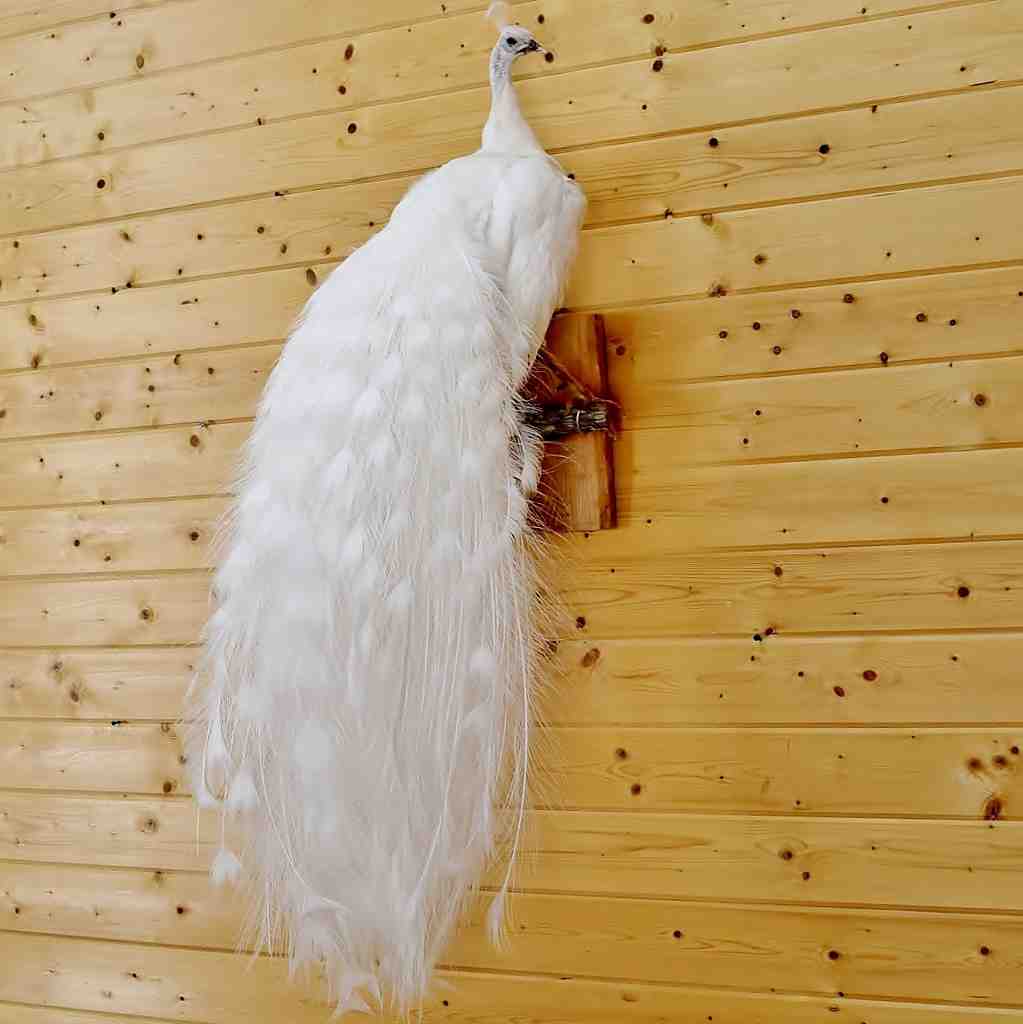 stuffed white peacock