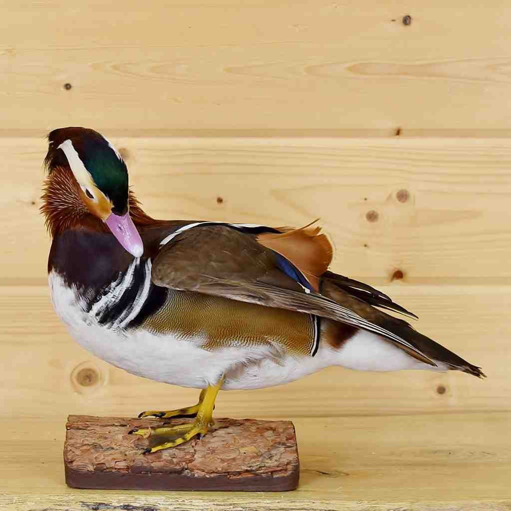 mandarin duck stuffed animal