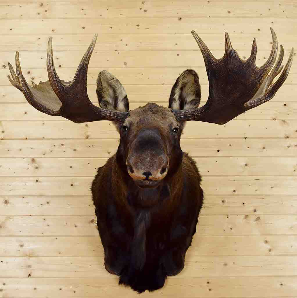 stuffed moose head for sale