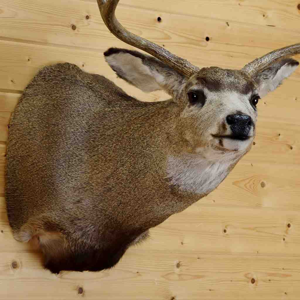 Mule Deer Shoulder Mount - SW5201 at Safariworks Taxidermy Sales ...