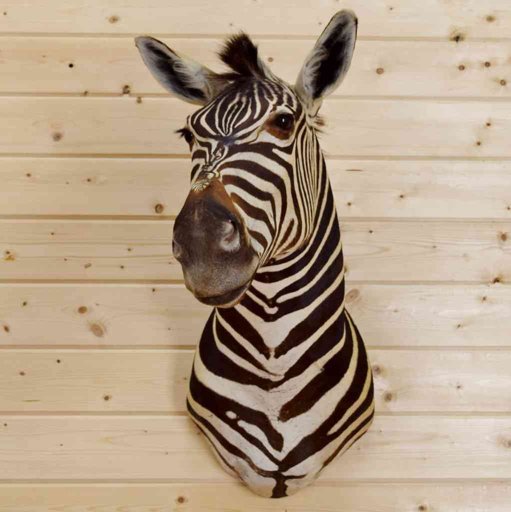stuffed zebra head