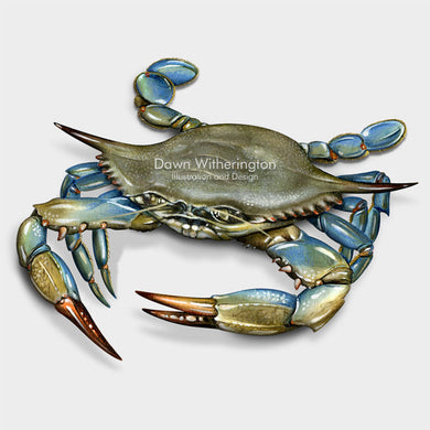 blue crab diagram