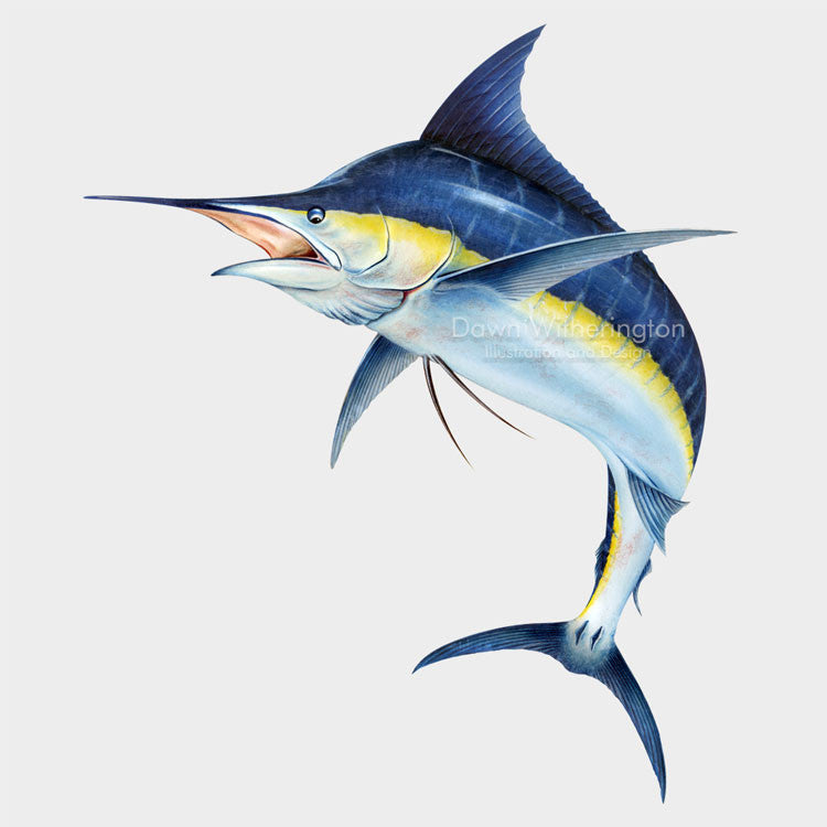 Atlantic blue marlin drawnbydawn