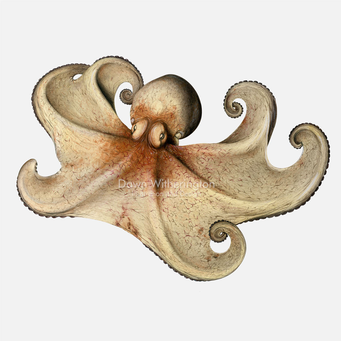 Featured image of post Recipe of Caribbean Reef Octopus Drawing