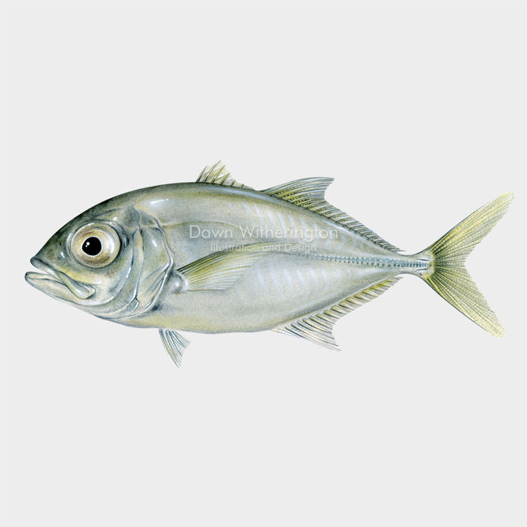 Crevalle jack juvenile – drawnbydawn