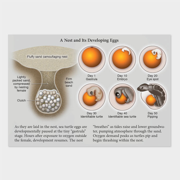 Sea turtle egg development – drawnbydawn