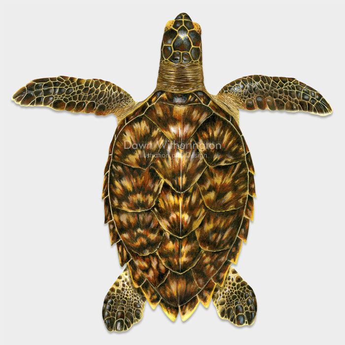 Oceanic juvenile hawksbill sea turtle – drawnbydawn