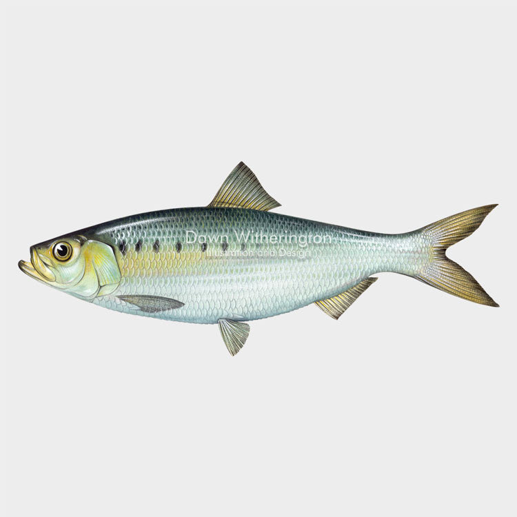 Hickory shad – drawnbydawn