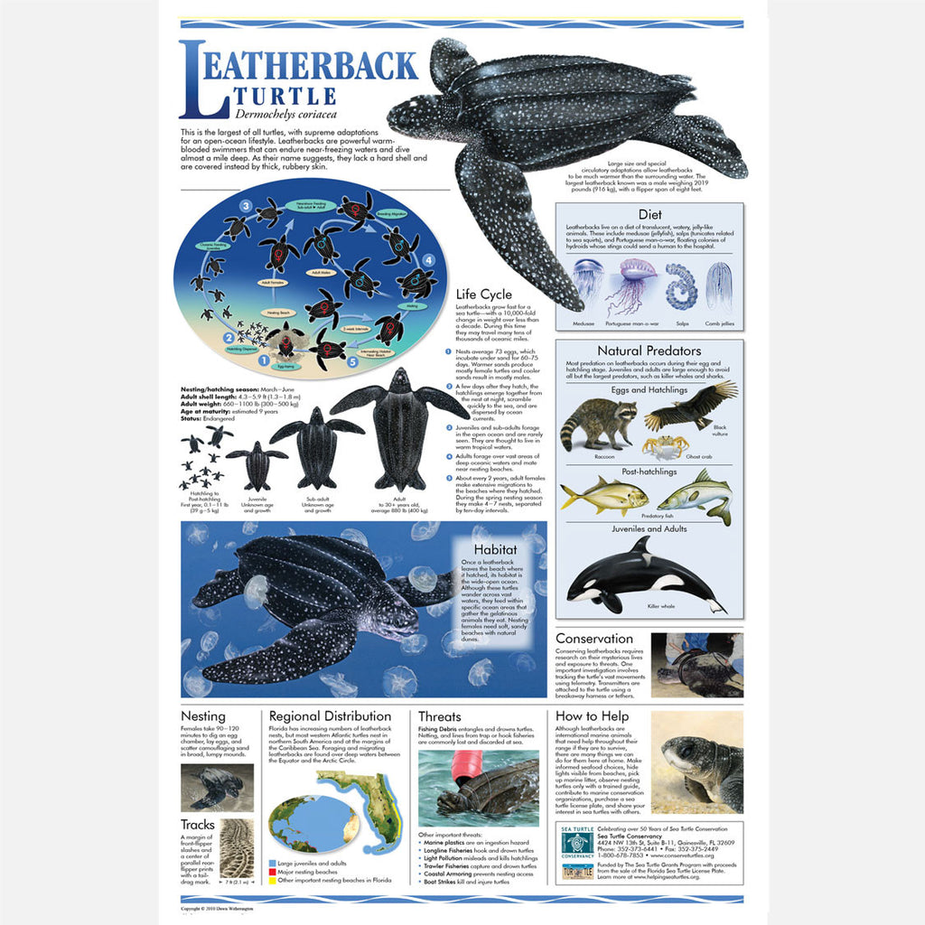 Leatherback Sea Turtle Poster Drawnbydawn 